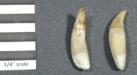 Bottlenose dolphin tooth